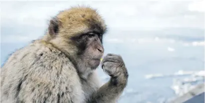  ?? Photo: Freepik ?? The Barbary macaque