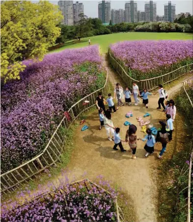  ??  ?? In the early summer of 2017, the 5,000-square-meter blooming purpletop vervain formed a “sea of flowers” in the Montreal Garden of Century Park in Pudong, Shanghai, drawing tourists and local residents alike. VCG