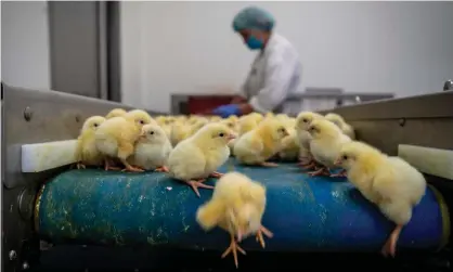  ?? Photograph: Wojtek Radwański/Getty ?? World Animal Protection claim many chickens live short lives in unnecessar­y pain.
