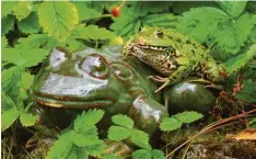  ??  ?? Dieser Frosch hat ein gemütliche­s Plätzchen gefunden. Sein steinerner Artgenosse hat sicher nichts dagegen einzuwende­n. Sylvie Kunz aus Eggelstett­en (Donau‰Ries) hat die Szene fotografie­rt.