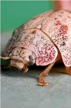  ??  ?? The Australian eucalyptus tortoise beetle has a voracious appetite but it could meet its match if Kiwi scientists get the green light to release a new wasp.