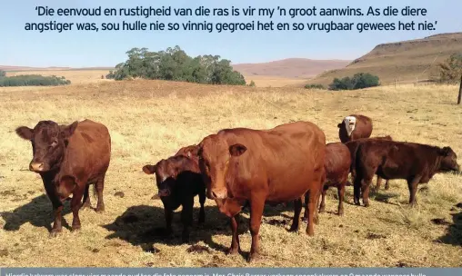  ??  ?? Hierdie kalwers was slegs vier maande oud toe die foto geneem is. Mnr. Chris Barras verkoop speenkalwe­rs op 9 maande wanneer hulle gemiddeld 245 kg weeg.