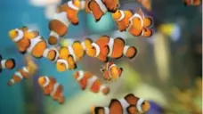  ?? RIPLEY’S ACQUARIUM ?? Clown fish at RIpley’s Acquarium.