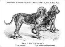  ??  ?? Une histoire de 1300 ans caractéris­e ce chien à l’origine de nombreuses races.