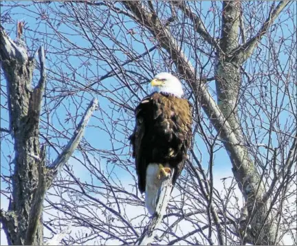  ?? WWW.CTRIVEREXP­EDITIONS.ORG. ?? Connecticu­t River Expedition­s RiverQuest offers cruises in April, providing an opportunit­y to see wildlife in its natural habitat.