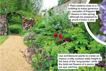  ?? ?? Use architectu­ral plants to create an impact: a lofty cardoon adds height to the back of the ‘long border’, while the bold-red flowers of a peony are eye catching