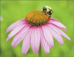  ??  ?? A bumblebee looks for nectar on a purple cone flower in Helen Lawlor’s garden.