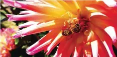  ??  ?? WASHINGTON: This Sept. 11, 2015 photo shows a honeybee covered with pollen, after foraging on a collection of Dahlias at a home near Langley, Wash.