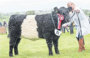  ?? ?? Above: Leading the beef interbreed was the Belted Galloway breed winner Clifton Violet. Right: Clydesdale winner, twoyear-old filly Collessie Honeysuckl­e.