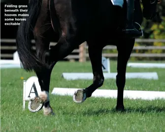  ??  ?? Feeling grass beneath their hooves makes some horses excitable