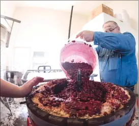  ??  ?? Dennis Derksen dumps sour cherries into a manual press at Prairie Bee Meadery near Caron, Sask.