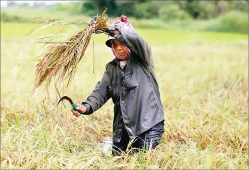  ?? HENG CHIVOAN ?? A woman harvests rice in a paddy field in Phnom Penh’s Dangkor district late last year.