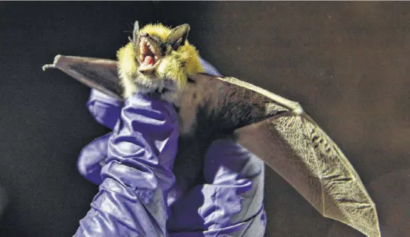  ?? Photos by Kim Raff / New York Times ?? A Western small-footed bat is wrested from its torpor and collected for study in an abandoned mining cave near Ely, Nev.