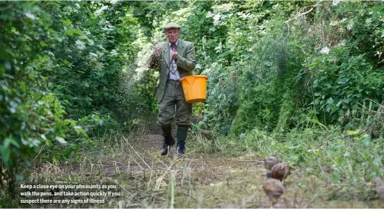  ?? ?? Keep a close eye on your pheasants as you walk the pens, and take action quickly if you suspect there are any signs of illness