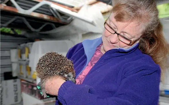  ?? JAY BOREHAM/STUFF ?? Lesley Wheatley has been rescuing hedgehogs for four years and says every creature deserves a chance to live.