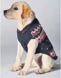  ??  ?? I’ve already bought this festive sweater for my dog and he patiently sits while I put it on him every time. It’s doubling as a second jacket during the cooler season and I have a feeling he’ll be wearing it all winter long! — O.C.
Chilly Dogs sweater, $58, wooftown.ca