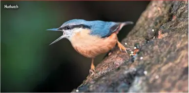  ??  ?? Nuthatch