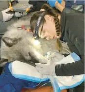  ?? ?? Sierra Oakley, 24, a student in veterinari­an school in Australia, works to intubate an injured wolf prior to a clinical procedure.