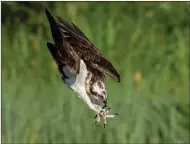  ?? ?? Gary Jones won gold for this osprey diving at Aviemore