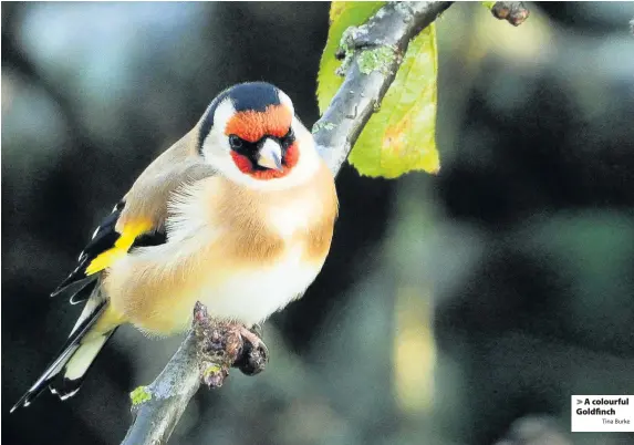  ?? Tina Burke ?? > A colourful Goldfinch