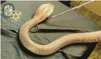  ?? ?? An Indian Cobra, native to India, Pakistan and Sri Lanka, was among the nearly 200 snakes purchased or sold as part of“Operation Viper.”