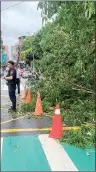  ?? PHOTO COURTESY OF A READER VIA CNA ?? A police officer keeps watch over a sidewalk blocked by a fallen tree following a downpour in New Taipei City’s Shulin District yesterday.