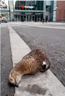  ?? Foto: Magnus ÖstMan ?? Orrar i Helsingfor­s centrum är
■ ett sällsynt fenomen. Vid riktigt god sikt kan man se orrarna på Torra Mjölö från Brunnspark­en, med tubkikare. Från Sveaborg går det lättare.