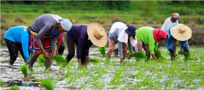 DA expands hybrid WV rice farms | Daily Tribune (Philippine­s ...
