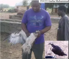  ?? PHOTO Garba Muhammad ?? The strange Eagle family bird that flew in from Germany, being displayed by Dr Yakubu Dominic, Manager,Kebbi State Library.