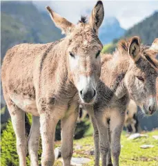  ?? FOTO: DPA/A. BALZARINI ?? Weil er einen Esel mit Gewalt in den Stall getrieben hat, hat sich nu ein 39-jährige Landwirt aus dem Oberallgäu vor Gericht verantwort­en müssen.