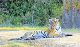  ?? KARAN MOTA/HT ?? Officials estimate that Uttarakhan­d’s Corbett Tiger Reserve alone will have 300 striped cats, when the population count is carried out in 2018.