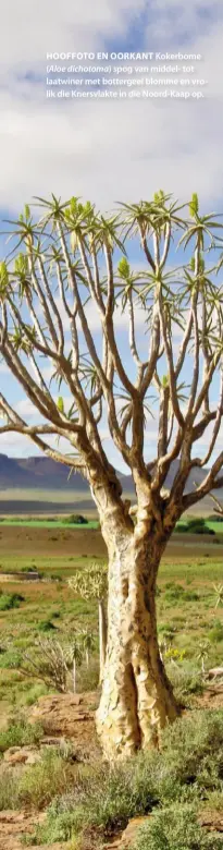  ??  ?? HOOFFOTO EN OORKANT Kokerbome ( Aloe dichotoma) spog van middel- tot laatwiner met bottergeel blomme en vrolik die Knersvlakt­e in die Noord-kaap op.