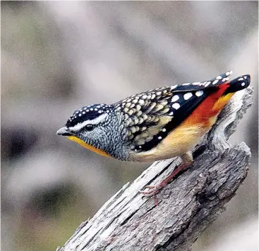  ??  ?? The beautiful Spotted Pardalote is a permanent resident of Drouin’s eucalypts.