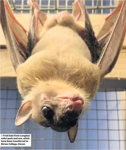  ??  ?? > Fruit bats from Longleat safari park and zoo, which have been transferre­d to Bicton College, Devon