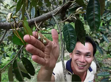  ??  ?? Waiting begins: Chong showing the durian flower from one of the trees at his orchard in Balik Pulau.