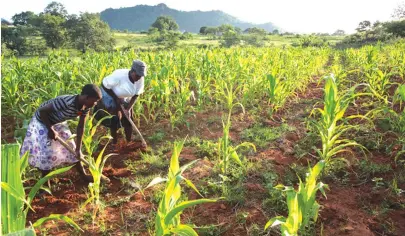  ??  ?? ZAS focus entails adequate production of food for the nation this year