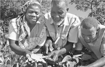  ?? — Busani Bafana/IPS photo ?? Zimbabwean farmer Zvomarima (centre) and family members admiring their cowpea crop in Shamva District, planted using conservati­on agricultur­e techniques.