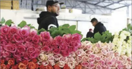  ??  ?? Neve Bros. employees work among a pile of roses awaiting shipment in one of the coolers at the Petaluma flower grower. Neve Bros. grows many varieties, including spray roses with multiple blooms per stem. PHOTO KEVIN HECTEMAN VIA CALIFORNIA FARM BUREAU FEDERATION