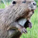  ?? ?? Keeping busy: Eurasian beavers are thriving again in some countries