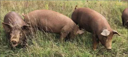  ?? PHOTO COURTESY OF PASTURE SONG FARM ?? Pigs “forage graze” at Pasture Song Farm.