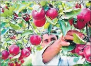  ??  ?? Chemicals such as chlorpyrip­hos, mancozeb, captan and dimethoate are used in orchards to keep fruits away from disease.
HT PHOTO