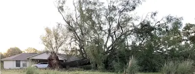  ?? Submitted photo ?? above
■ The oak now on the ground at the Attaway home on West Main in Linden, Texas, would more than have covered Greg and Nia Attaway’s home April 24 — with them inside — had it fallen a bit differentl­y.