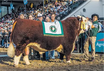  ?? SRA ?? El Gran Campeón Macho Polled Hereford, de Garruchos SA.