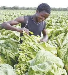  ??  ?? The golden leaf is one of the country’s major foreign currency earners