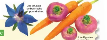  ??  ?? Une infusion de bourrachep­our drainer. Les légumes racines les plus digestes.