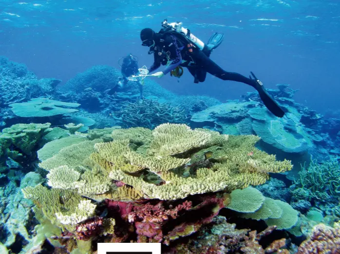  ??  ?? A healthy reef in Palmyra Atoll. “By midcentury, pretty much every reef will be eroding,” says one scientist.