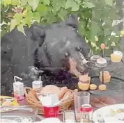  ?? Contribute­d by Rauf Majidian ?? A bear spotted eating cupcakes at a birthday party in West Hartford.