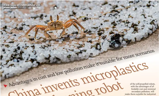  ?? Photos: VCG ?? A crab roams on a beach polluted with plastic pellets.