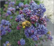  ??  ?? Ceanothus “DarkStar” with honeybee.