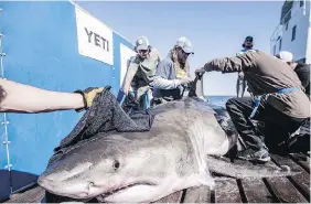 ?? ROBERT SNOW, OCEARCH, VIA THE CANADIAN PRESS ?? A shark named Hilton was tagged by the research group Ocearch, which curates a charming, wry Twitter feed chroniclin­g his movements as he migrates along the eastern coast of North America.